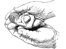 Willendorf in hands