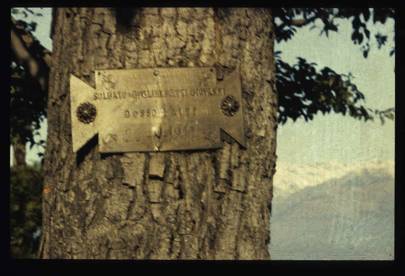 Plaque mounted on a tree for a dead soldier