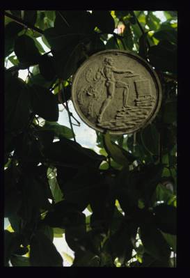 Osilum in a tree