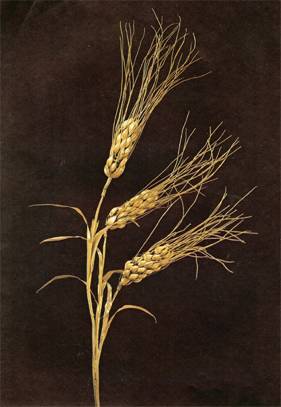 Artifact of ears of wheat made of gold