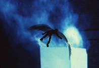 Icarus photo montage by Slobodan Dan Paich
